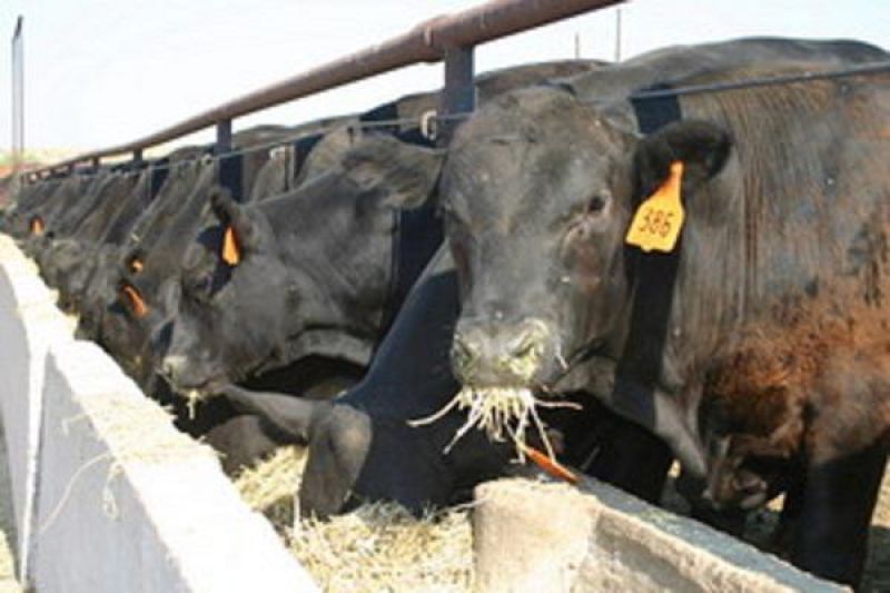 «جنان»تستثمر في إنتاج «اللحوم» بمصر وأثيوبيا