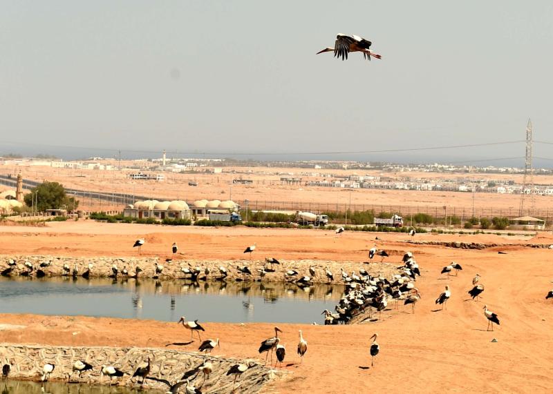 رئيس الوزراء يتفقد مشروع رفع كفاءة بحيرات الأكسدة ومسارات الطيور المهاجرة بشرم الشيخ
