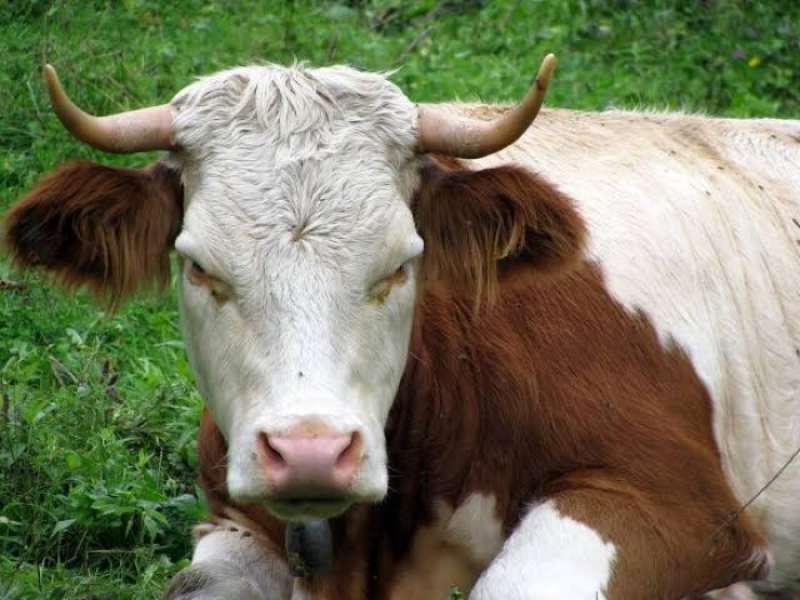 رصد إصابة بمرض جنون البقر‭ ‬اللانمطي في سويسرا