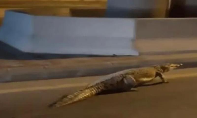 حقيقة تجول تمساح ضخم في شوارع ليبيا