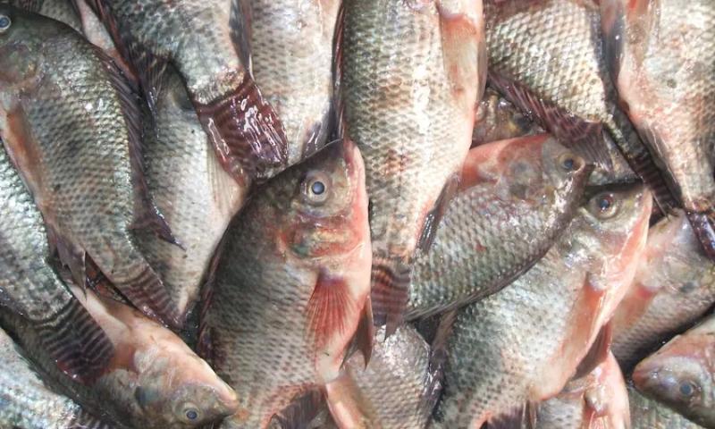 شعبة الأسماك بعد المقاطعة: ارتفاع أسعار البلطي مبالغ فيه