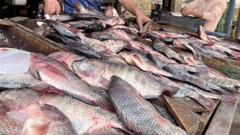 أسعار السمك اليوم، البلطي يرتفع 13 جنيهًا في سوق العبور