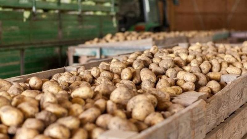 شعبة الخضروات تطالب بمتابعة أزمة حجب  البطاطس  بالسوق المحلي وخلق توزان